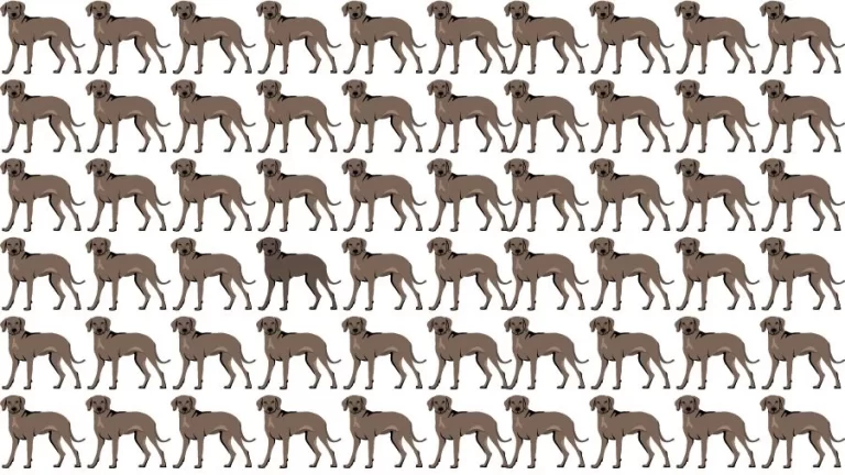 Optical Illusion Brain Challenge: Can you find the Odd Dog in 12 Seconds?