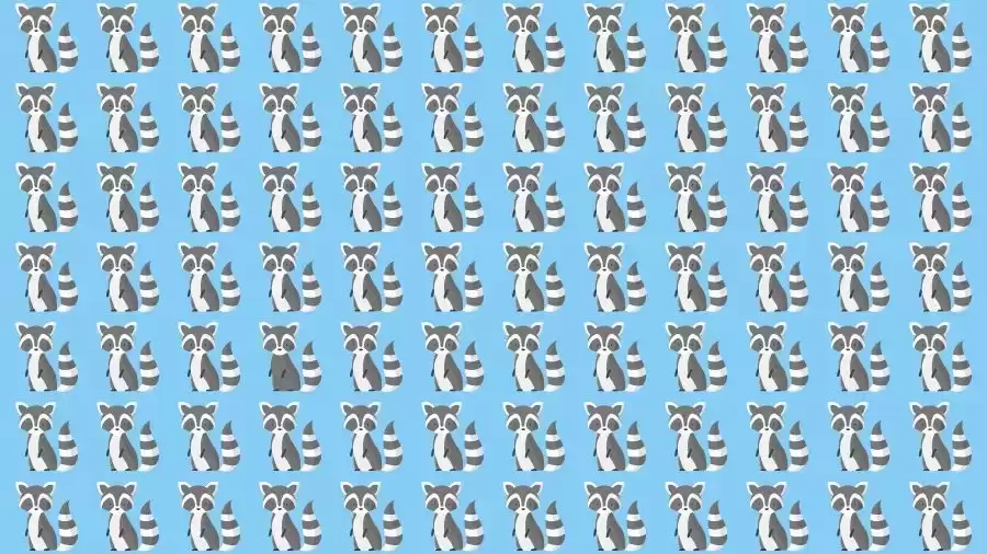 Optical Illusion Challenge: If you have Eagle Eyes find the Odd Racoon in 15 Seconds