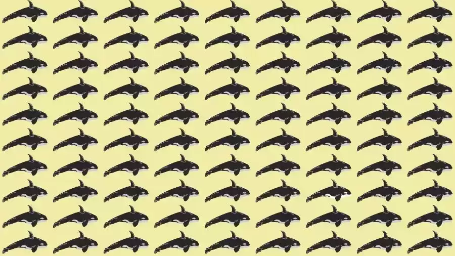 Optical Illusion Brain Test: If you have Eagle Eyes find the Odd Whale in 8 Seconds