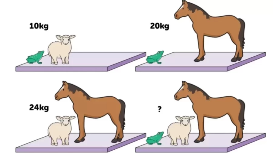 Brain Teaser Math Test: Can You Guess The Weight Of Each Animal 25 Secs?