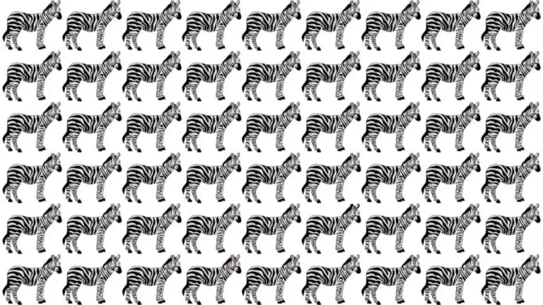 Can you find the Odd Zebra in 10 Seconds?