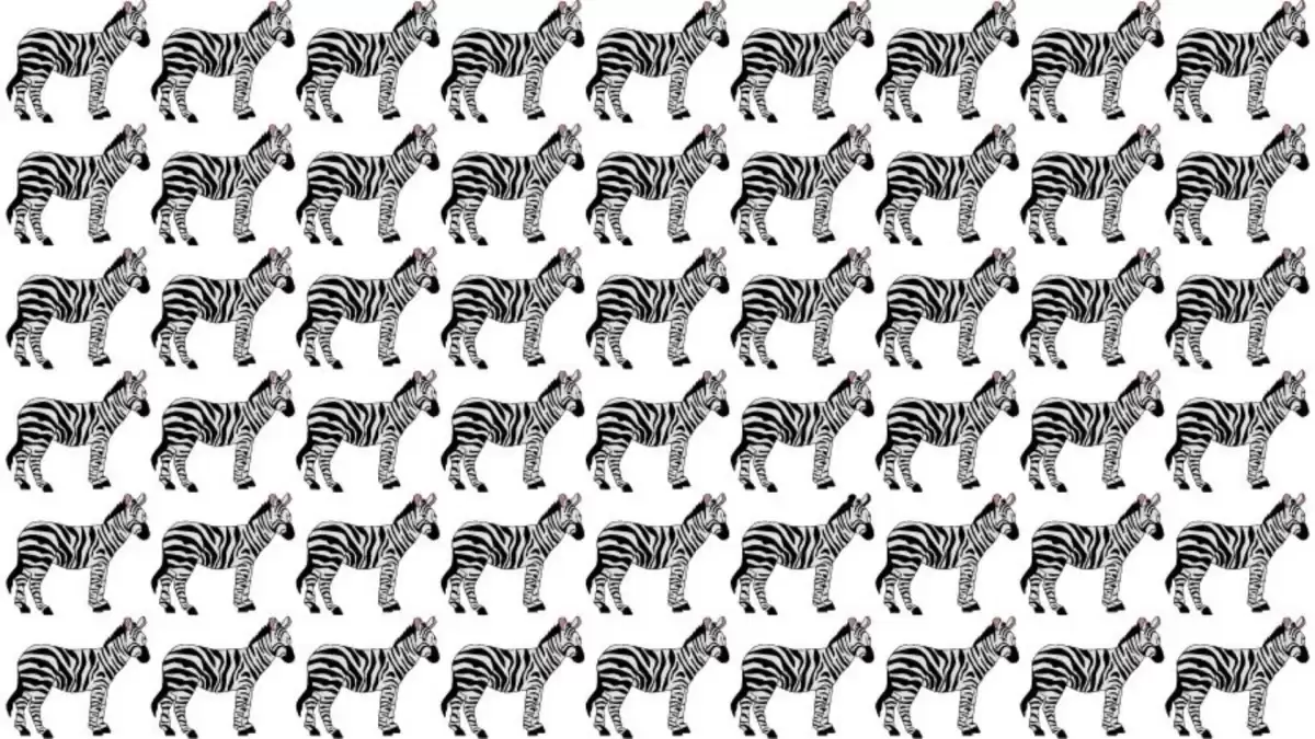 Can you find the Odd Zebra in 10 Seconds?