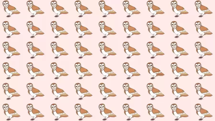 Observation Skill Test: Can you find the odd Owl within 12 seconds?