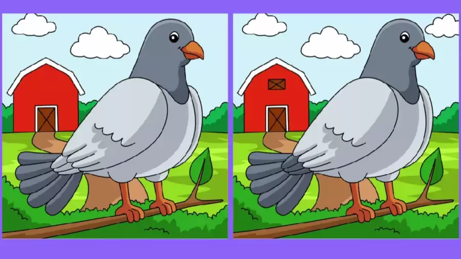 Only eagle eyes can spot 3 differences in Bird pictures within 10 seconds
