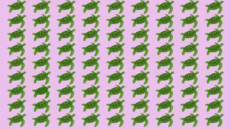 Optical Illusion Brain Test: Can you spot the odd Turtle in the picture within 08 seconds?