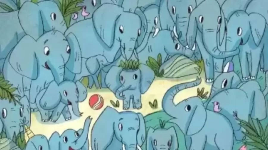 Can You Find the Hidden Rhino Among the Elephants Within 12 Secs? Explanation and Solution to the Optical Illusion