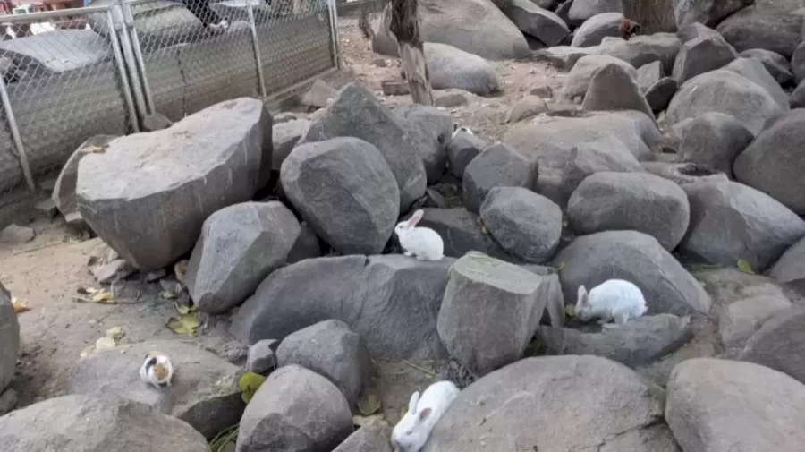 Can You Spot The Hidden Pig among the Rocks Within 15 Seconds? Explanation and Solution to the Hidden Pig Optical Illusion