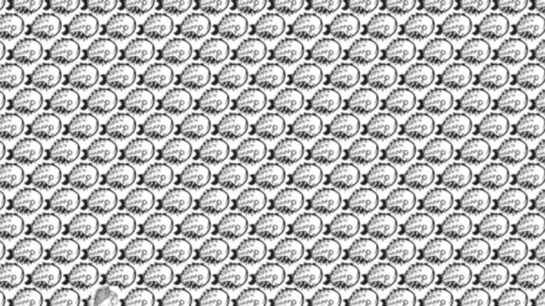 Can You Spot The Porcupine Among The Fishes Within 8 Seconds? Explanation And Solution To The Optical Illusion