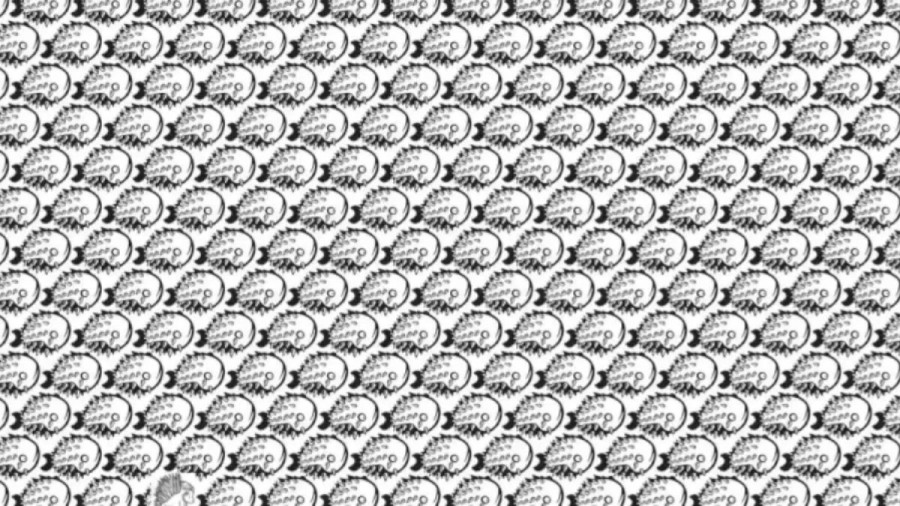 Can You Spot The Porcupine Among The Fishes Within 8 Seconds? Explanation And Solution To The Optical Illusion