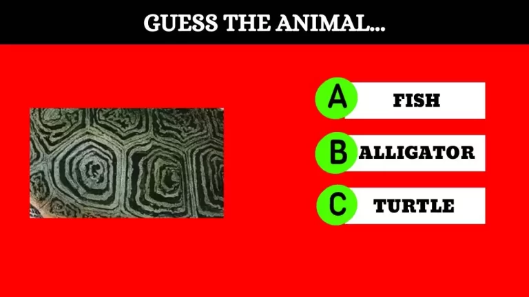 Can you guess the animal from this Image in Just 8 Secs