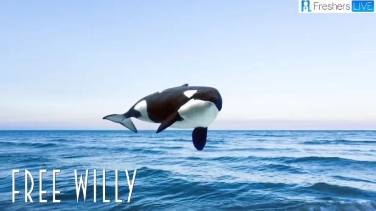 Is Free Willy a True Story? Free Willy Plot, Cast, Ending Explained, and More