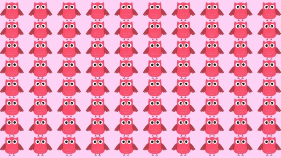 Observation Skill Test: Can you find the odd Owl in the picture within 10 seconds