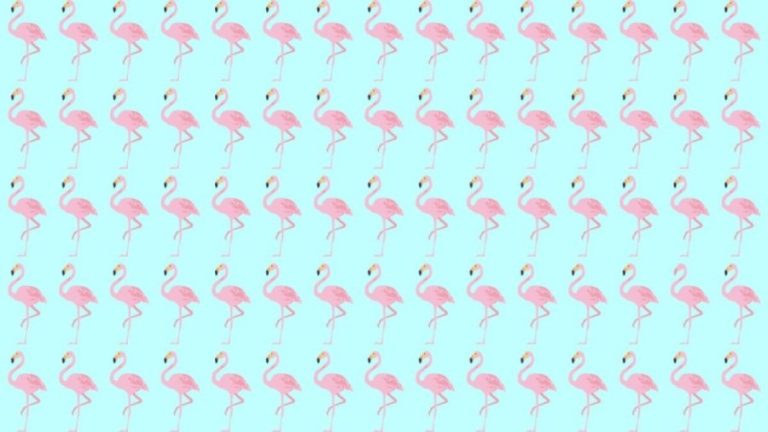 Observation Skill Test: Can you spot which Flamingo is different in 10 seconds?