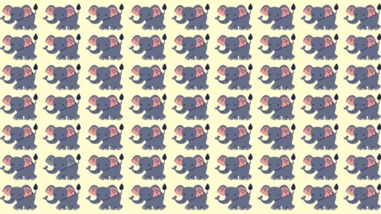 Observation Skills Test: Can you find the odd Elephant within 10 seconds?