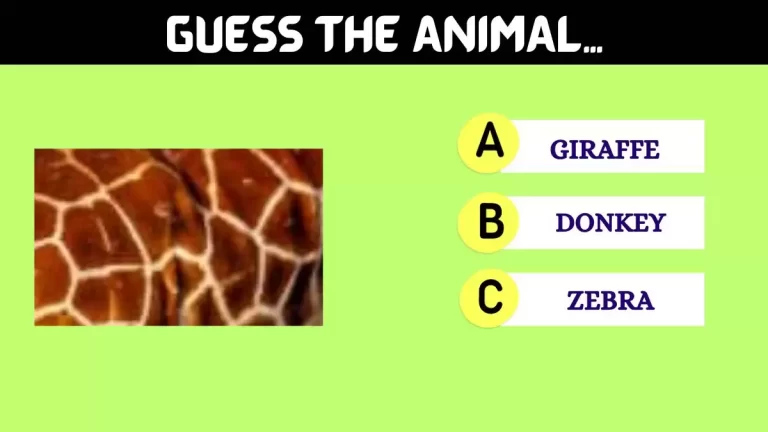 Only Sharp Eyes Can Guess the Animal in Just 10 Seconds?