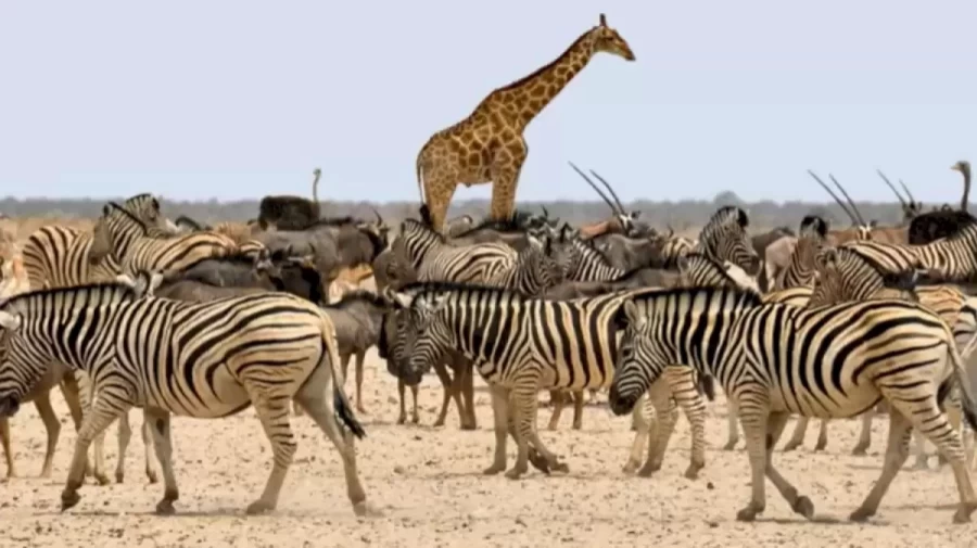 Optical Illusion Eye Test: Can you find the Hidden Horse among the Zebra in 20 Secs?