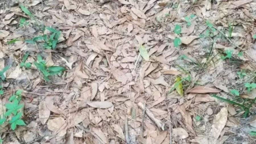 Optical Illusion: Want to test your Eyesight? Try to find the Perfectly Camouflaged Copperhead Snake