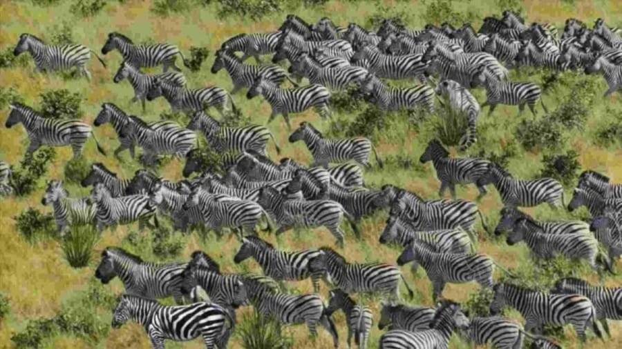 Optical Illusion Visual Test: If you have Eagle Eyes find the Hidden Tiger in this Optical Illusion