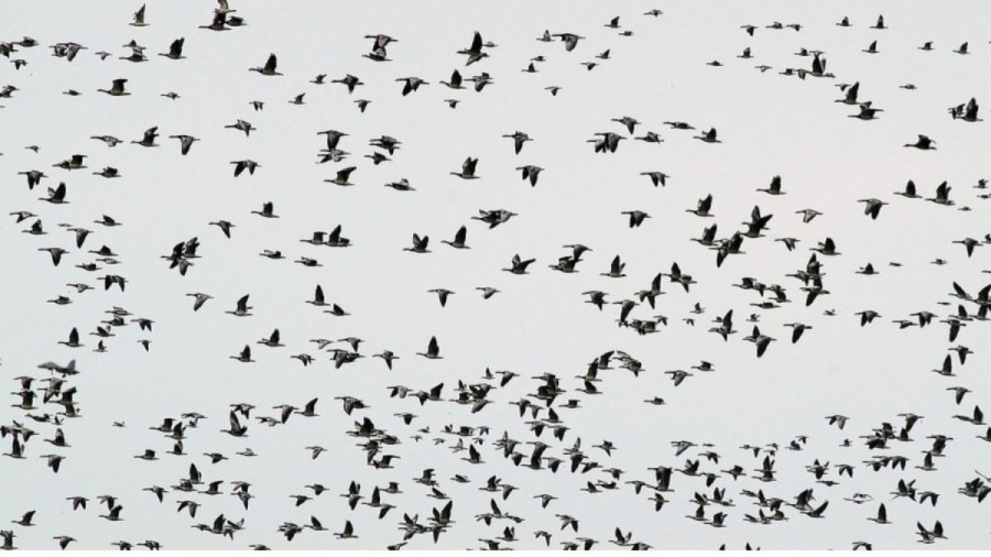 Optical Illusion Challenge: If you have eagle eyes spot the Warplane among the birds within 20 seconds