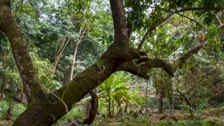 Jaguar Finding Optical Illusion: Eagle Eyes Can Detect the Hidden Jaguar in 9 Seconds?