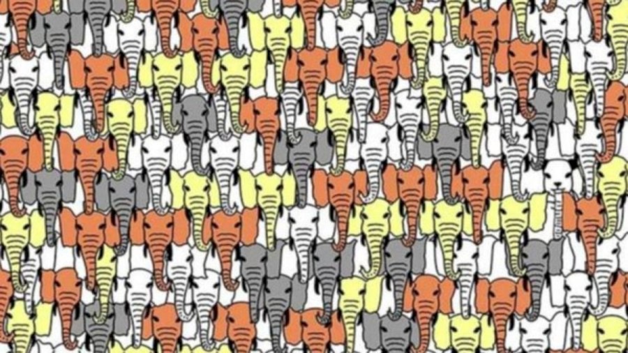 Brain Teaser Puzzle Solving: Can you find the panda hidden among the elephants?