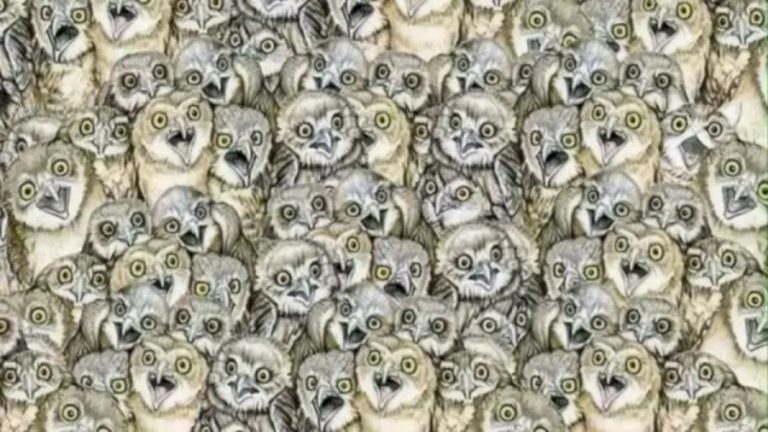 Can You Find The Hidden Cat Among These Owl Within 20 Seconds? Explanation And Solution To The Cat Optical Illusion