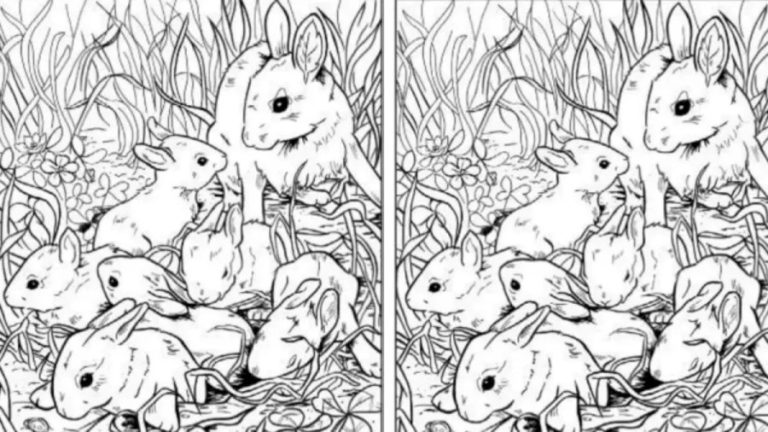 Can You Find a Seashell Among the Rabbits within 12 Seconds? Explanation and Solution To The Optical Illusion