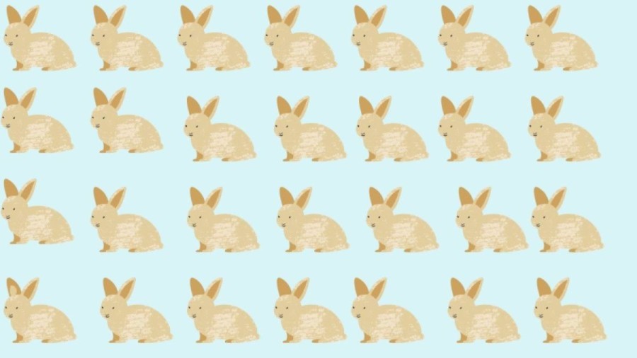 Can You Identify The Odd Rabbit In This Image Within 12 Seconds? Explanation And Solution To The Optical Illusion