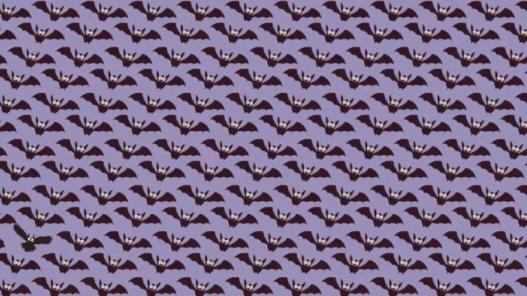 Can You Locate The Owl Among The Bats Within 11 Seconds? Explanation And Solution To The Optical Illusion