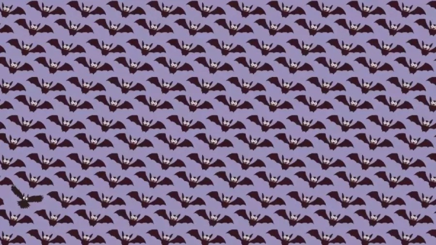 Can You Locate The Owl Among The Bats Within 11 Seconds? Explanation And Solution To The Optical Illusion
