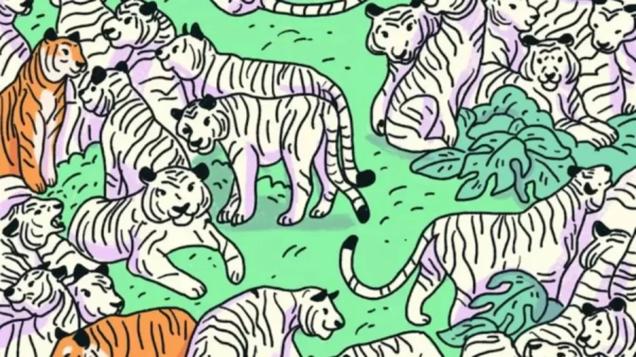 Can You Spot The Zebra Among the Tigers Within 10 Seconds? Explanation And Solution To The Hidden Zebra Optical Illusion