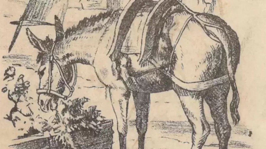Can You Spot the Horse Owner In 21 Seconds? Explanation And Solution To The Optical Illusion