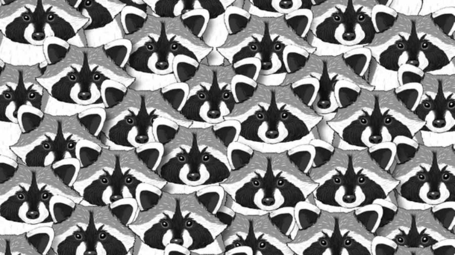 Can you Find the Hidden Panda among Raccoons in 10 Secs? Explanation and Solution to the Optical Illusion