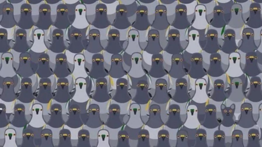 Cat Finding Optical Illusion Eye Test: Can you spot the Cat among the Pigeons within 15 Seconds?