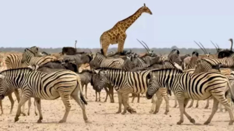 Finding Horse Optical Illusion - Can You Detect the Hidden Horse Among the Zebra in 19 Secs?