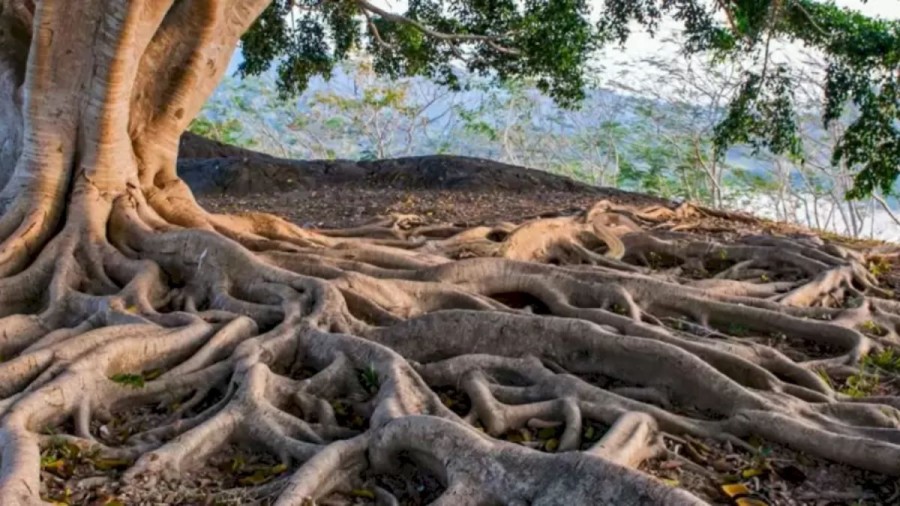 Finding Snake Optical Illusion: Can You Locate The Snake Blended With These Roots Within 22 Seconds?