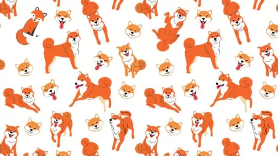 Fox Among Dogs! Can You Detect The Fox Among These Dogs In This Optical Illusion?