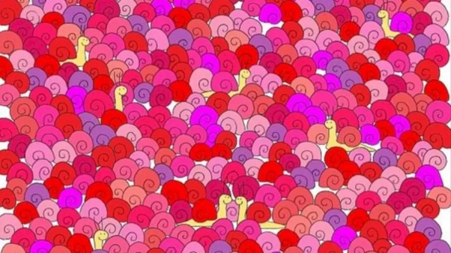 Hidden Heart Optical Illusion: Can You Spot the Hidden Love Heart Among the Snails?