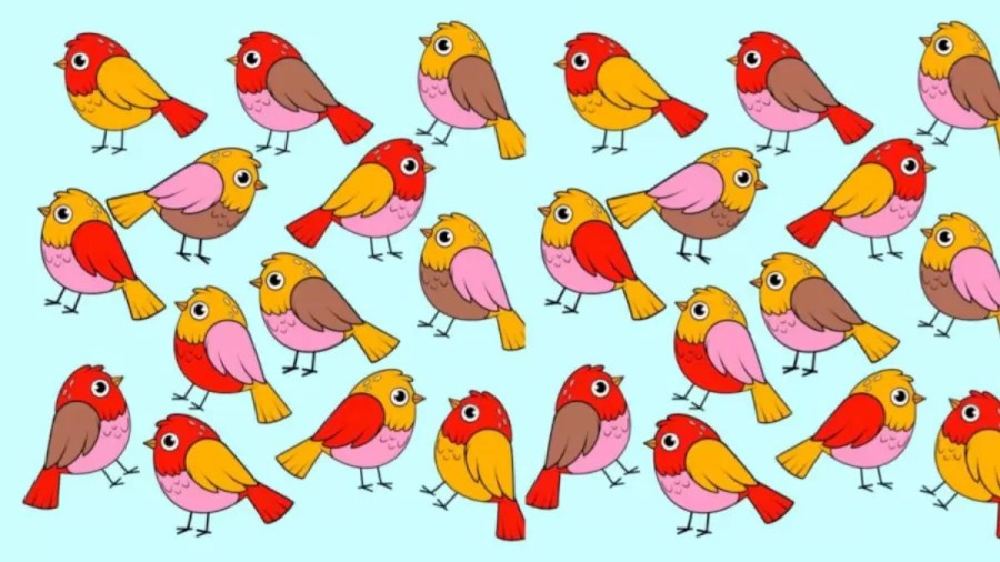 If You Identify The Bird Without Pair Within 14 Seconds In This Optical Illusion You Are A Genius