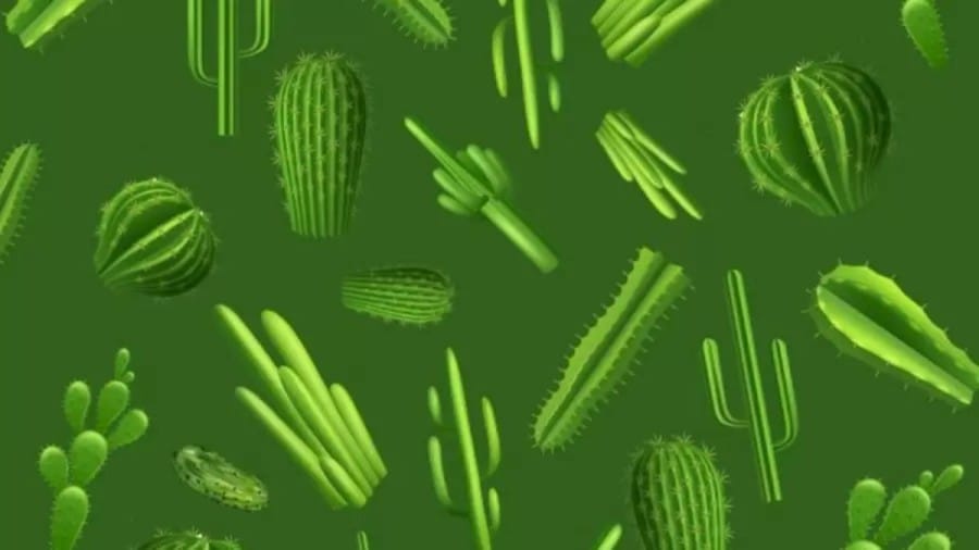 If you find the Odd Looking Cactus in less than 12 Seconds in this Optical Illusion you are a Brilliant