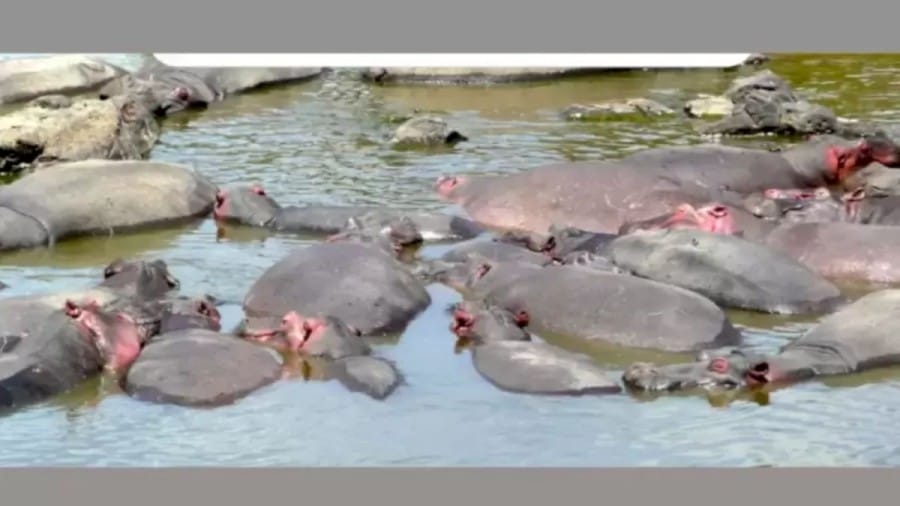 Oh No! A Squirrel Got Stuck Among These Bloat Of Hippos. Can You Spot It In This Optical Illusion?