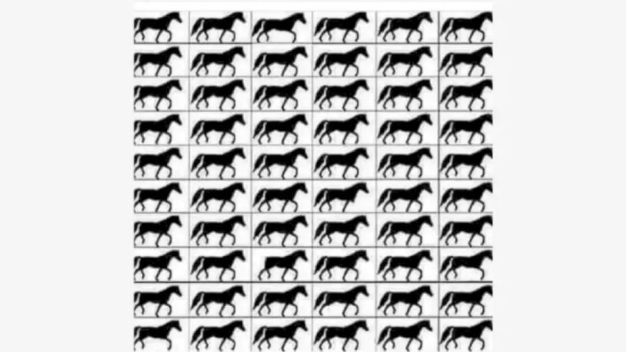 Optical Illusion Brain Test: How Many Horses with 3 Legs?