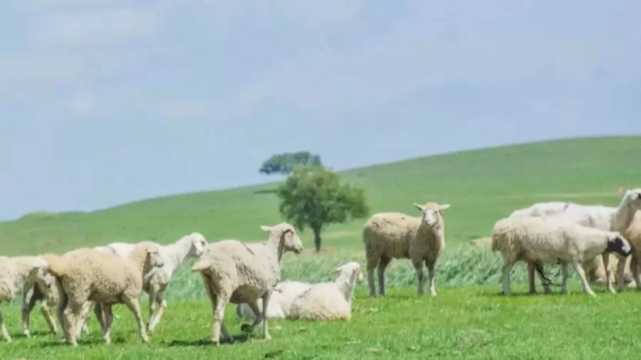 Optical Illusion: Can You Detect a Hen Among the Sheep in 9 Seconds?
