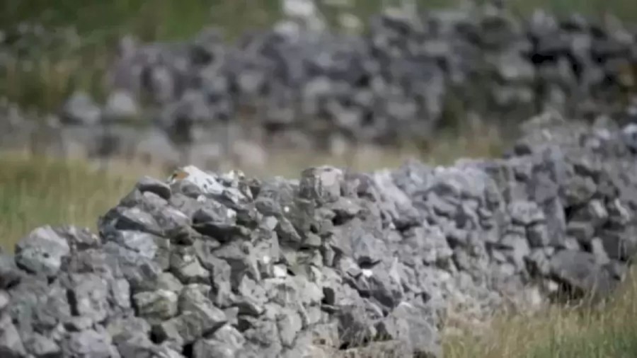 Optical Illusion: Can You Detect the Owl Camouflaged in the Stone Wall in 13 Seconds?