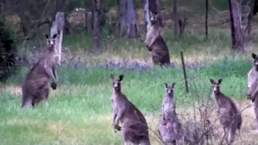 Optical Illusion: Can You Find The Hidden Leopard Among The Kangaroos Within 15 Seconds?