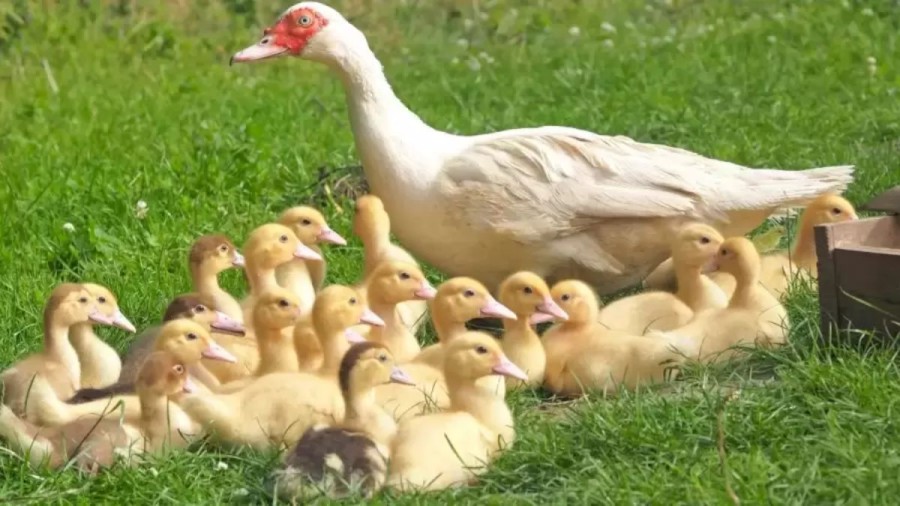 Optical Illusion: Can You Find a Chick in 15 Seconds?