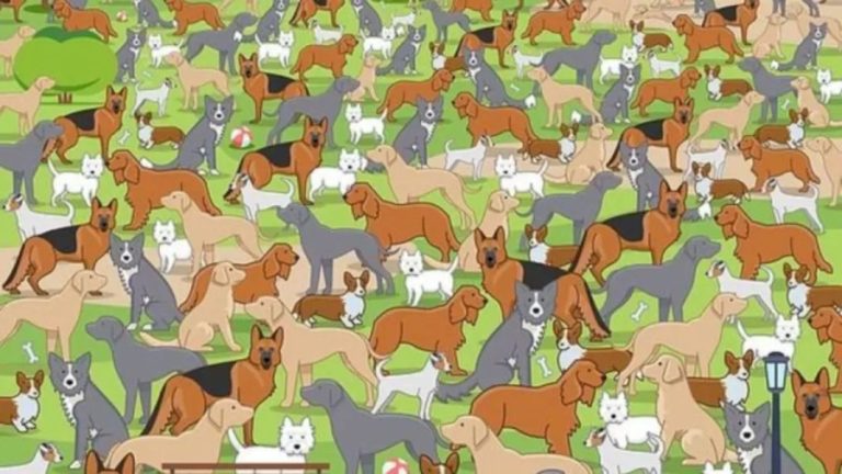 Optical Illusion: Can You Find the Hidden Puppy Among the Adult Dogs in 12 Secs?