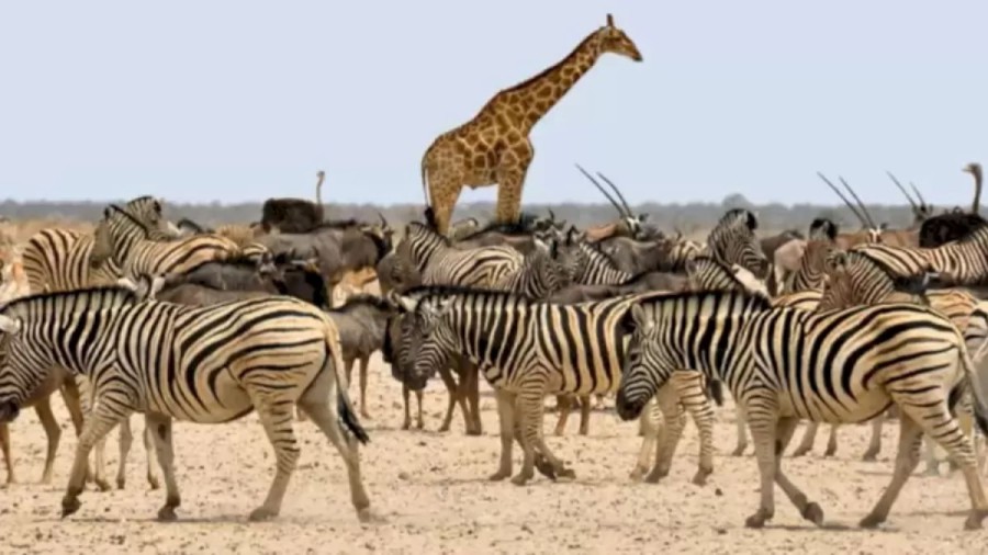 Optical Illusion - Can You Locate The Hidden Horse Among The Zebra In 22 Secs?