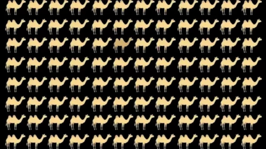 Optical Illusion: Can You Spot The Different Camel In This Image?