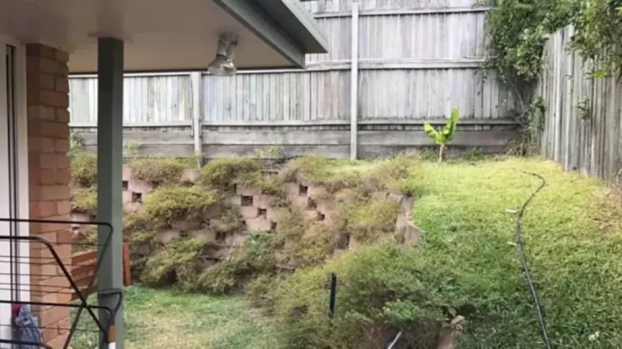 Optical Illusion: Can You Spot a Huge Snake in this Backyard in 12 Seconds?